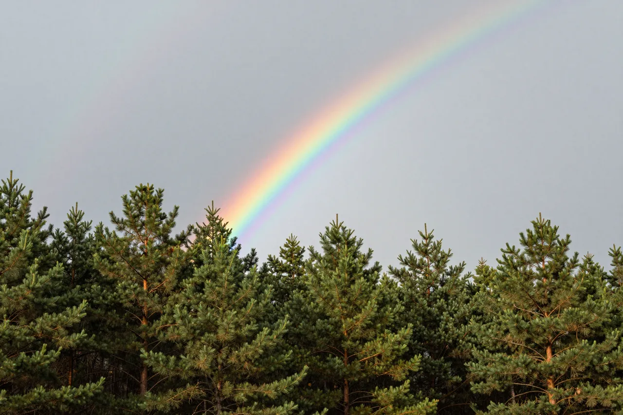 A slanted rainbow arc stretches across an overcast drizzly sky above dark pine treetops