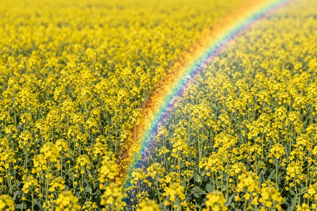A soft curved rainbow arcs across a dense, bright yellow flowering canola field in bright daylight