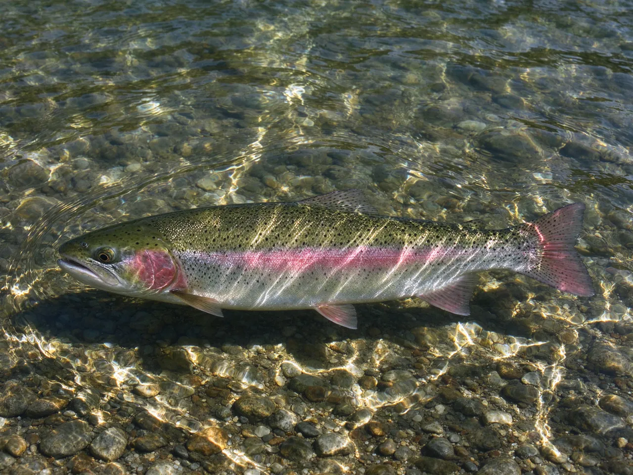 A rainbow trout floats in clear sunlit shallow river water over a gravel streambed.