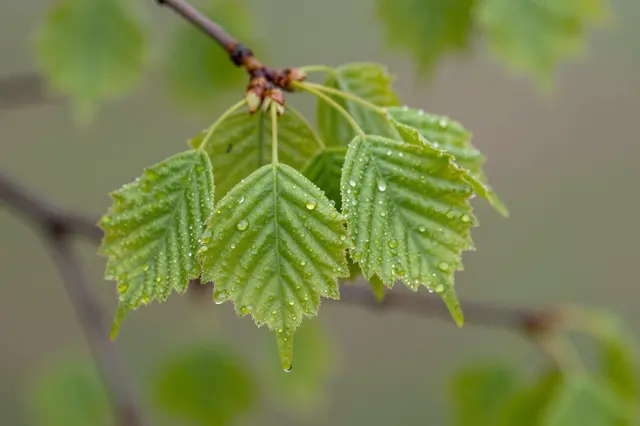 Close-up of fresh green spring beech leaves dotted with glistening raindrops on a thin branch