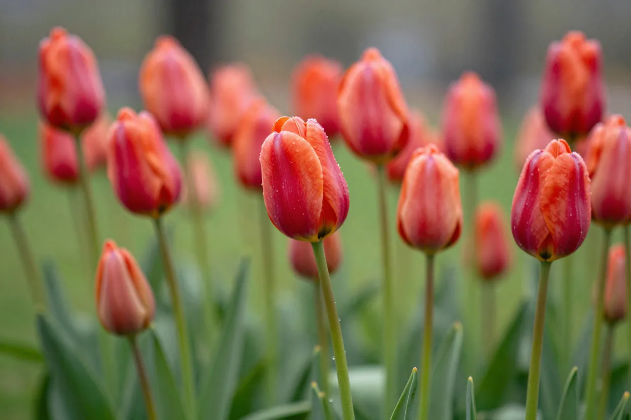 Coral red tulip buds dotted with raindrops stand above green foliage against a soft blurred garden background.