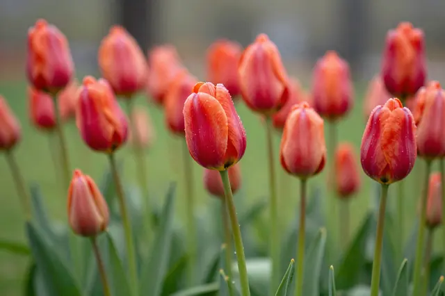 Coral red tulip buds dotted with raindrops stand above green foliage against a soft blurred garden background.