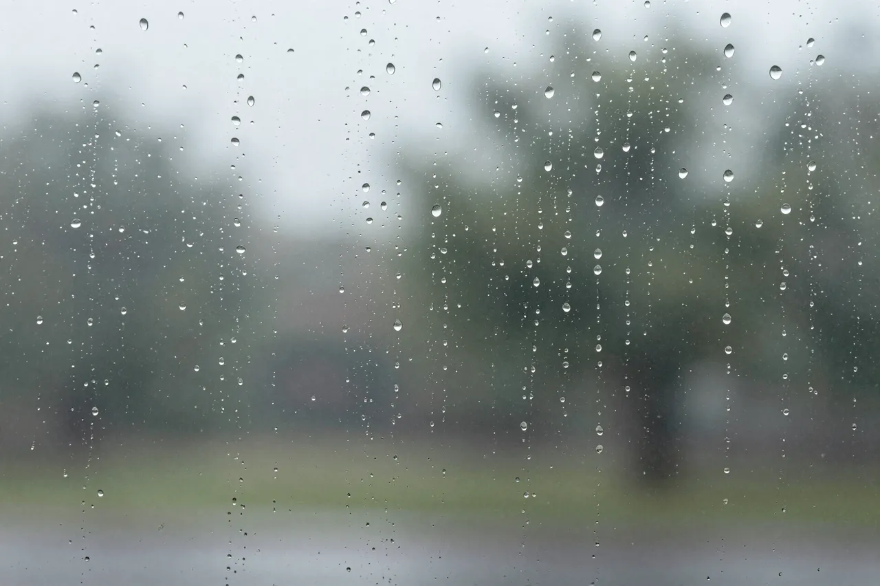 Clear raindrops cling to a window pane with a soft blurred outdoor background of trees and overcast sky.
