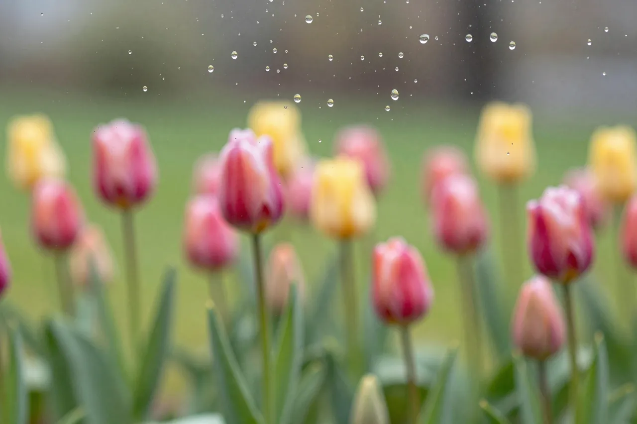 Clear raindrops rest on a window pane with a blurred spring tulip garden beyond the glass