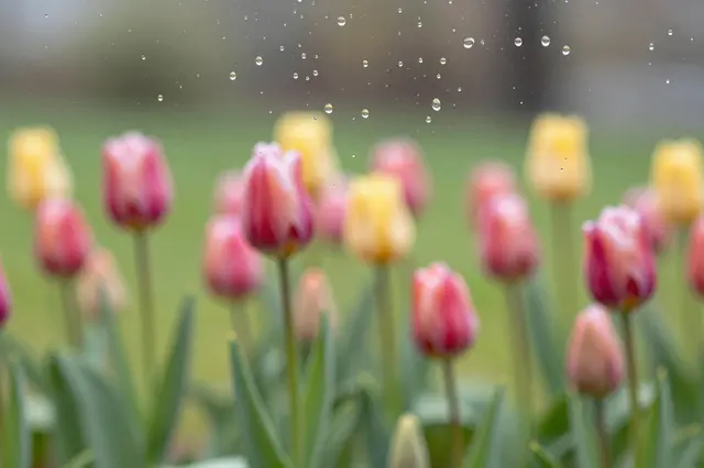 Clear raindrops rest on a window pane with a blurred spring tulip garden beyond the glass