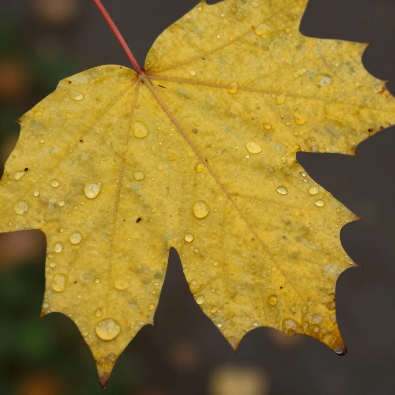 Close-up macro view of a yellow autumn maple leaf dotted with clear raindrops against a blurred dark background.