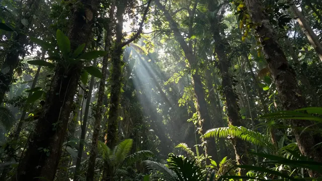 Sunbeams stream down through a dense misty rainforest canopy past tall tree trunks and lush foliage