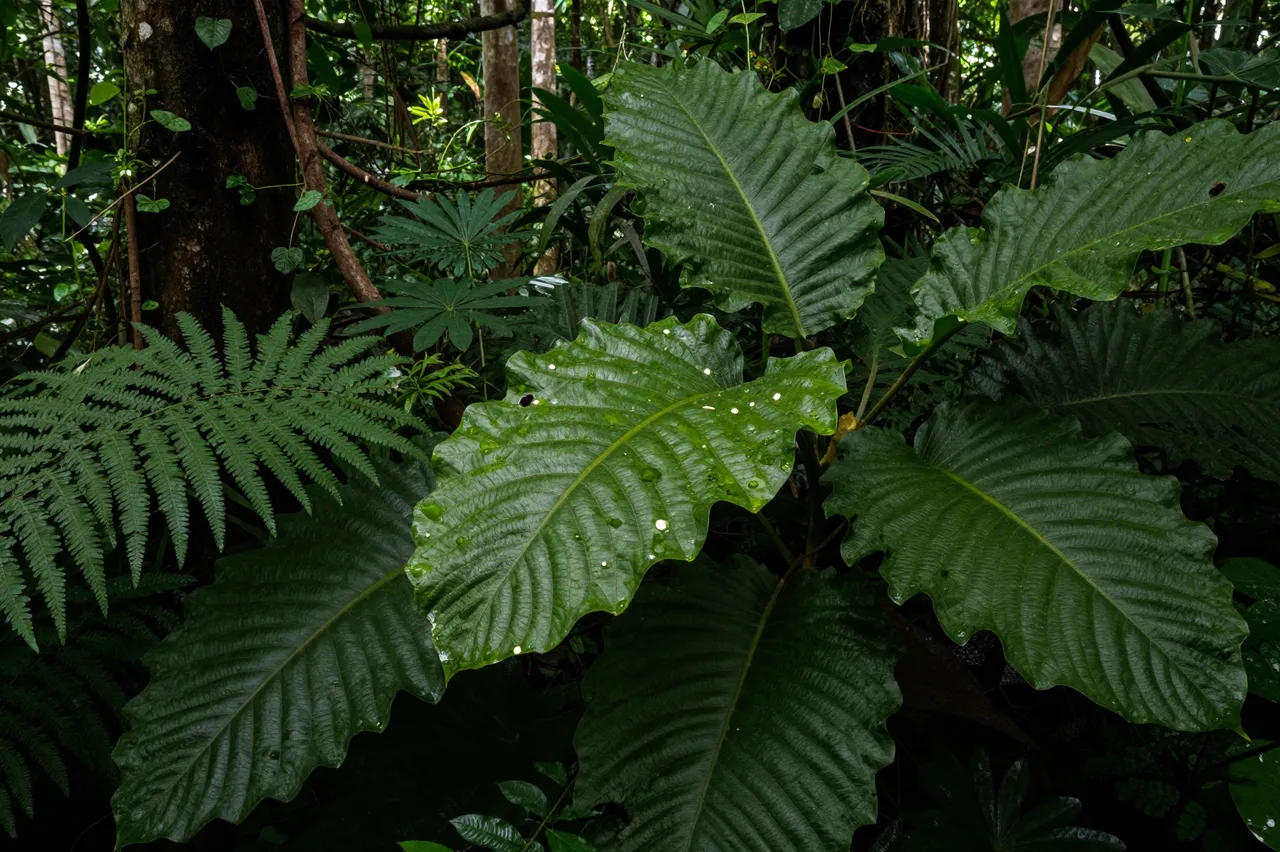 Large textured waxy rainforest leaves hold water droplets beside ferns under filtered forest light