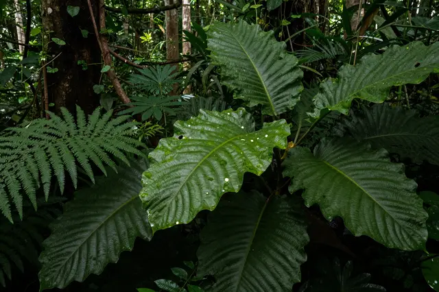 Large textured waxy rainforest leaves hold water droplets beside ferns under filtered forest light
