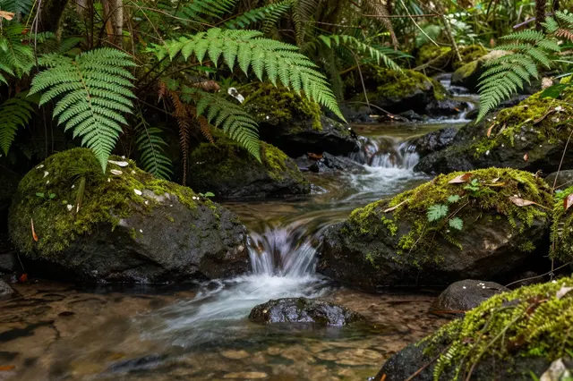A small rainforest stream flows over mossy rocks surrounded by lush fern fronds.