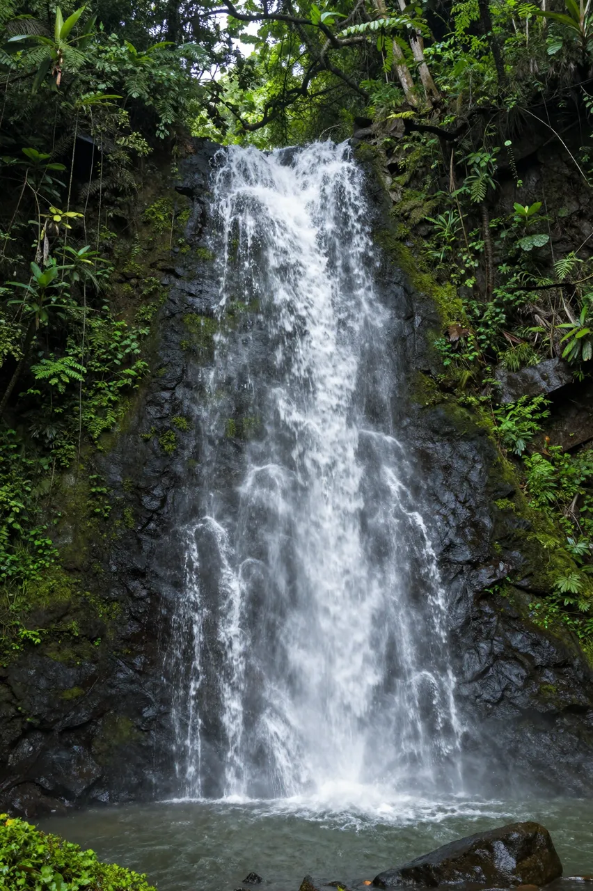 Silky cascading waterfall flows down a mossy dark rock face into a shaded rainforest pool
