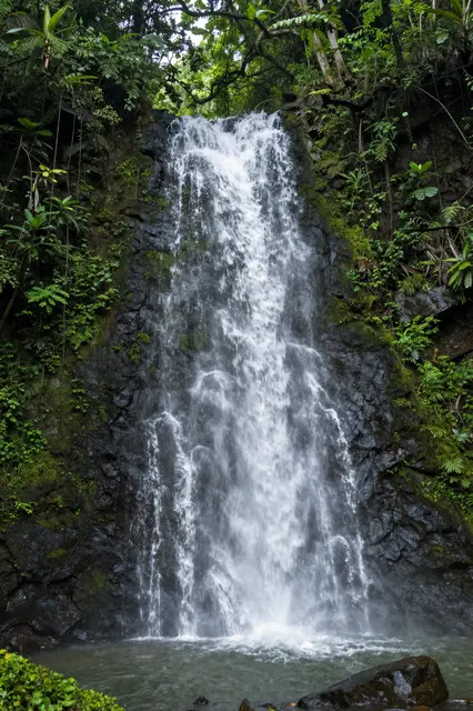 Silky cascading waterfall flows down a mossy dark rock face into a shaded rainforest pool