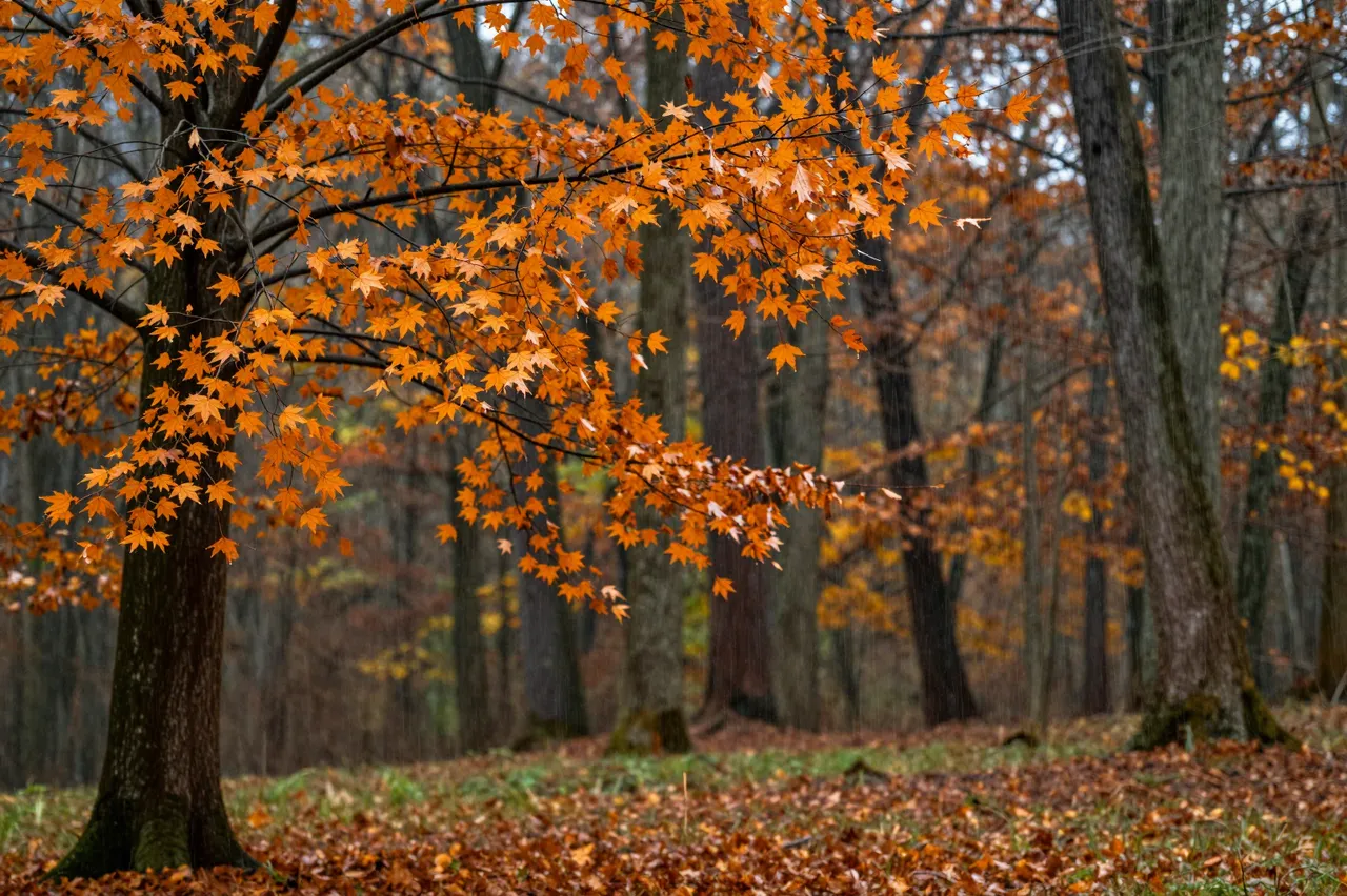 Orange maple leaves hang from trees while rain falls across a misty autumn forest floor covered in fallen foliage