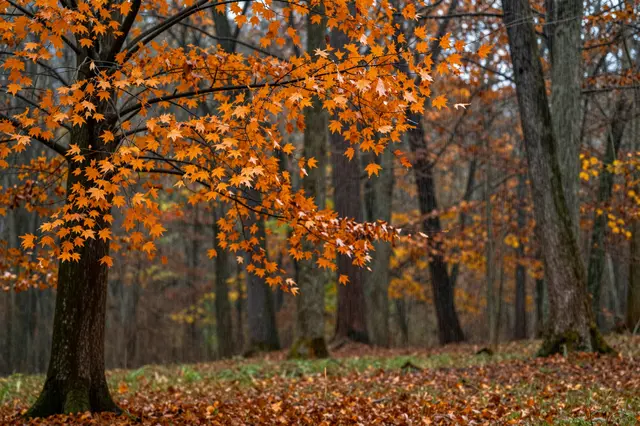 Orange maple leaves hang from trees while rain falls across a misty autumn forest floor covered in fallen foliage