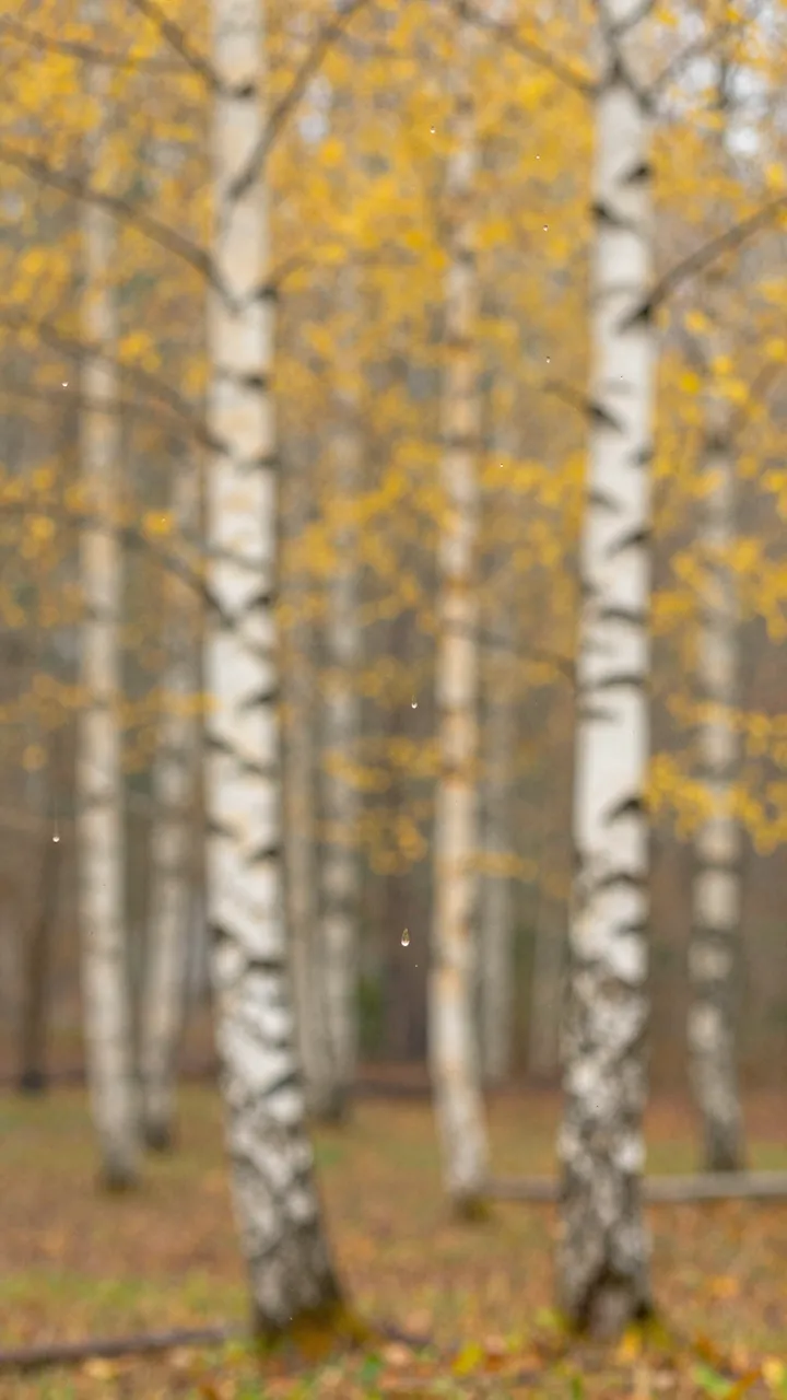 Beaded raindrops rest on a window looking out at a blurred golden autumn birch grove in soft daylight