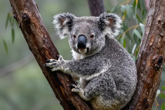 A rain-soaked koala huddles in the fork of a eucalyptus tree during light rain