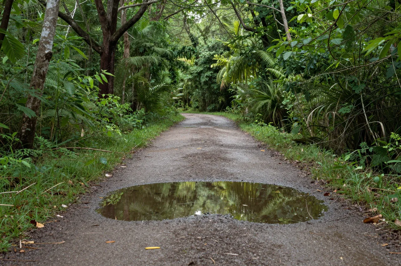 A wet dirt forest path runs between dense tropical vegetation, with a foreground puddle reflecting surrounding trees.