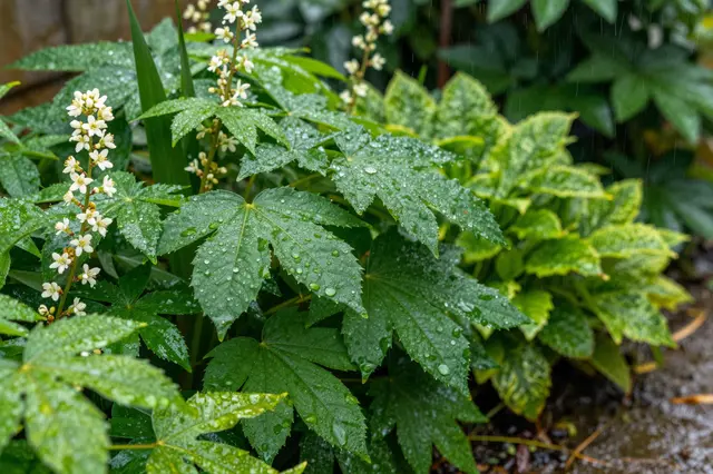 Water droplets glisten on green leaves and tiny white flowers during gentle rainfall in a garden
