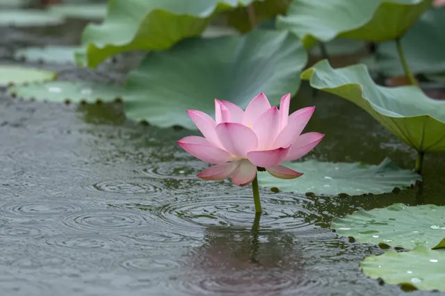 A pink lotus flower rises from rippling pond water during gentle rain, surrounded by green lily pads