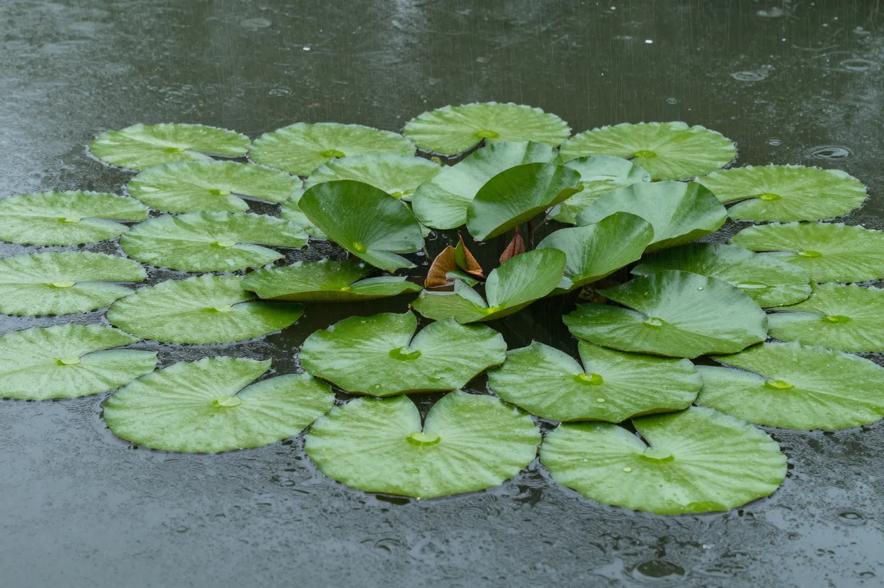 Raindrops fall on dark pond water dotted with vibrant green lily pads.