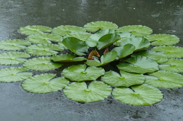 Raindrops fall on dark pond water dotted with vibrant green lily pads.