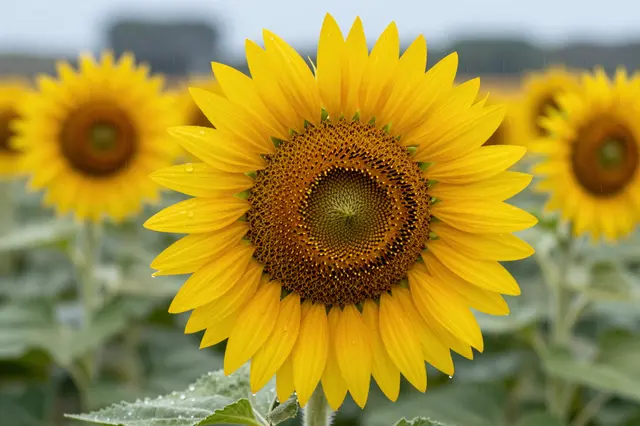 Sharp foreground sunflower with rain droplets on petals sits above blurred sunflower field under overcast rainy skies