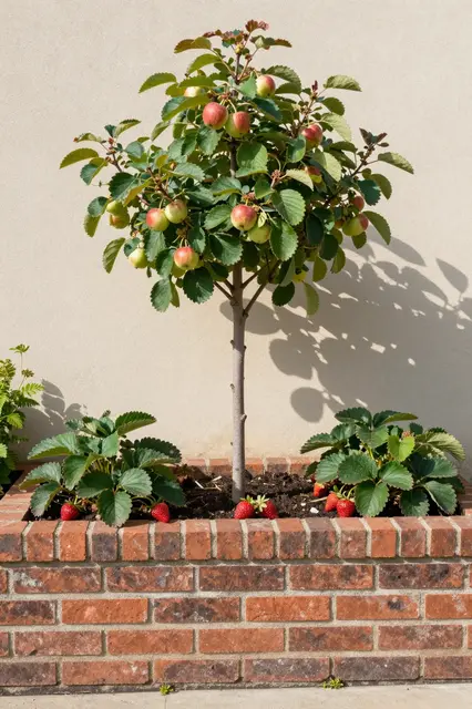 A brick raised garden bed holds a young apple tree and strawberry plants against a sunny plaster wall