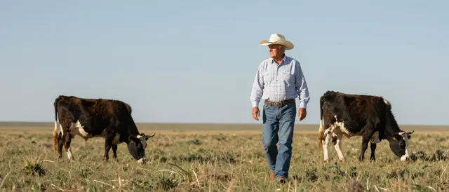 Senior rancher in a cowboy hat walks across open grassland between two grazing cattle under a clear sky