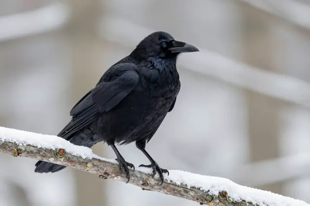 A black raven perched calmly on a snow-dusted branch against a soft blurred winter background