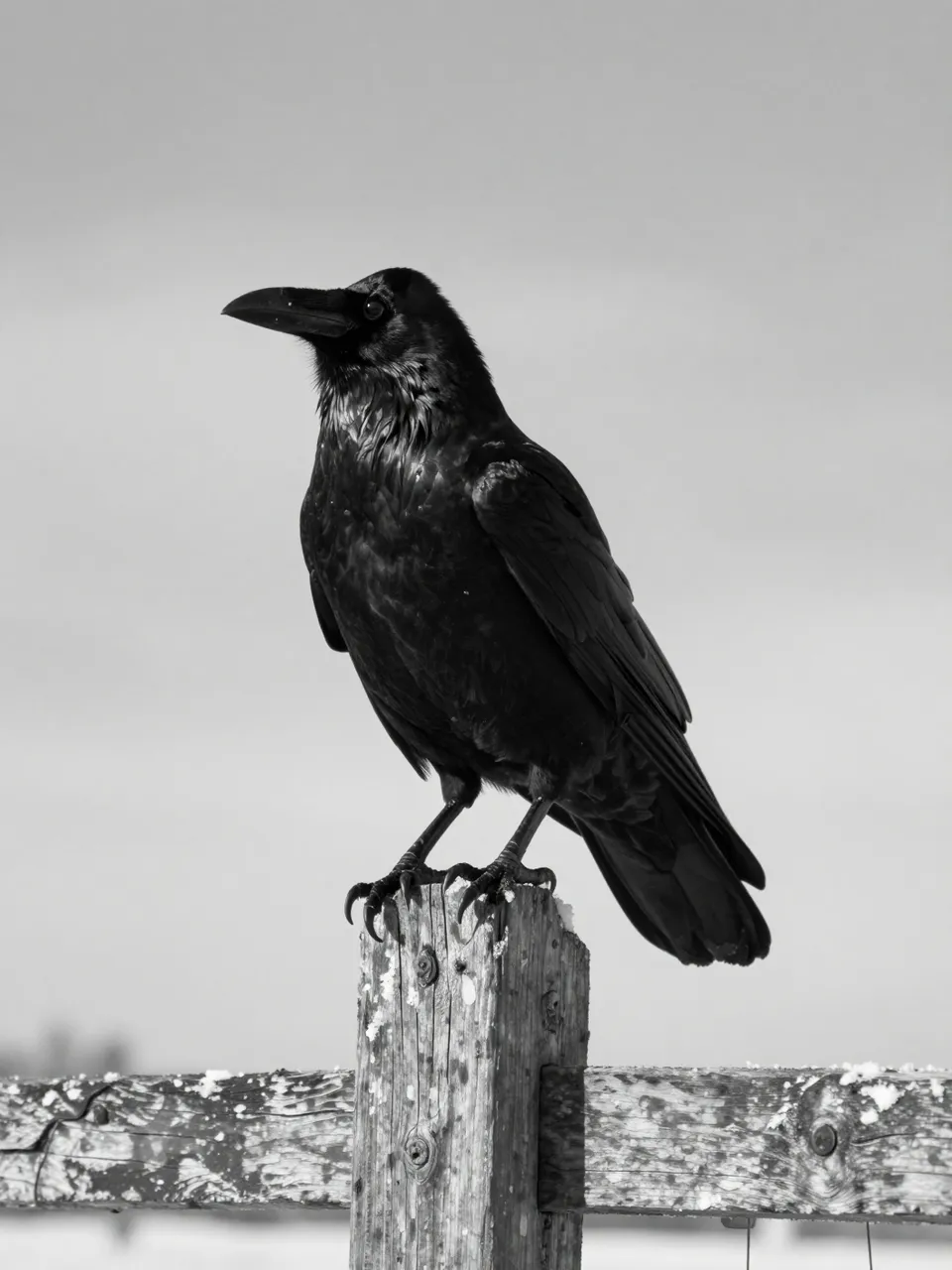 A black raven perches on a weathered wooden fence post beneath an overcast sky in black and white.