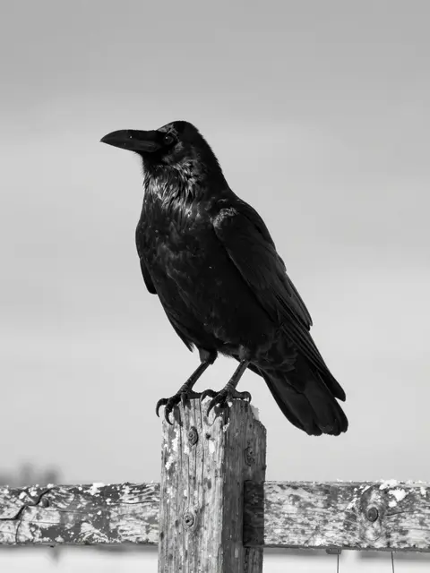 A black raven perches on a weathered wooden fence post beneath an overcast sky in black and white.