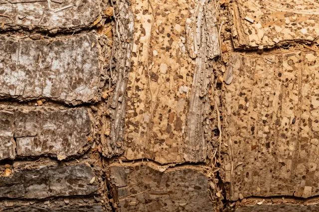 Close-up full frame of rough raw cork oak bark with deep cracks and natural uneven ridges