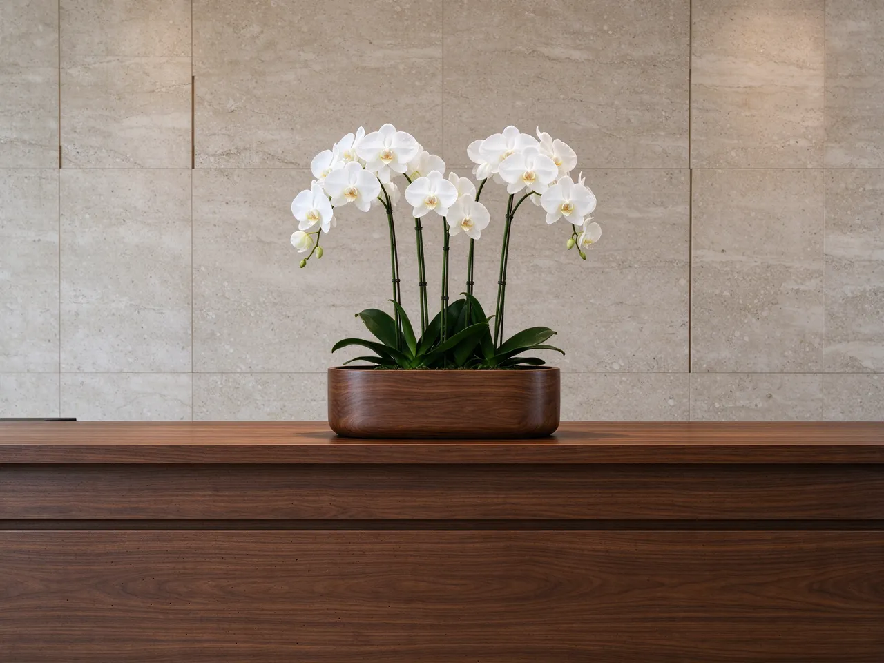 White moth orchids in a wooden planter sit on a dark wood reception desk against a light stone tile wall