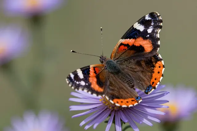 A red admiral butterfly rests with spread wings atop an open purple aster flower.