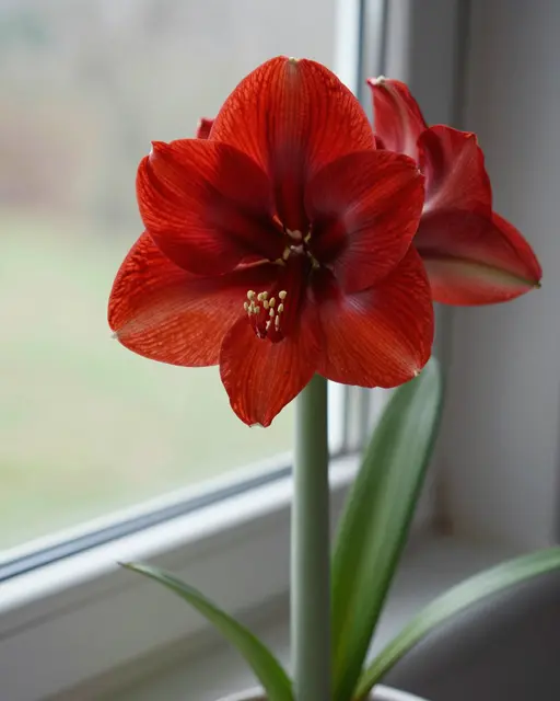 Vibrant red fully bloomed amaryllis sits on a windowsill beside blurred winter outdoor scenery.