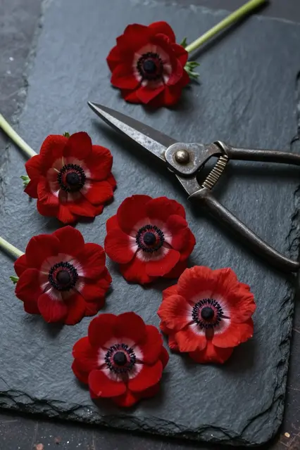 Loose red anemones and vintage garden shears rest on a dark slate slab