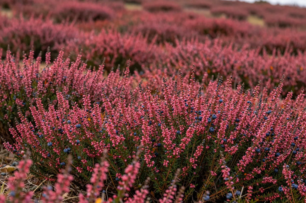 Dense pinkish-red heather with blue berries covers an autumn hillside, blurred in the background.