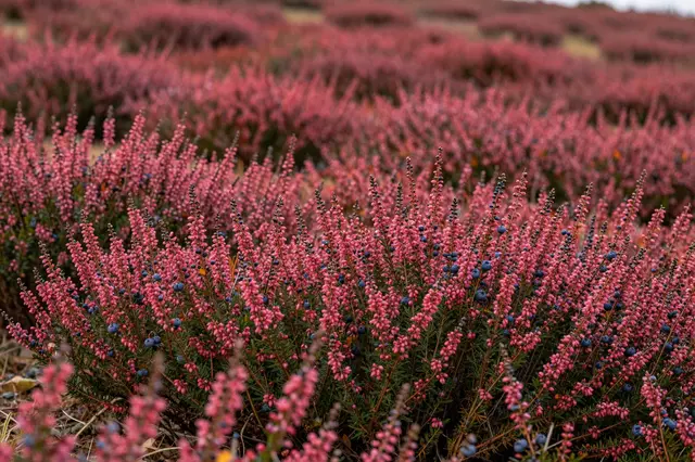 Dense pinkish-red heather with blue berries covers an autumn hillside, blurred in the background.