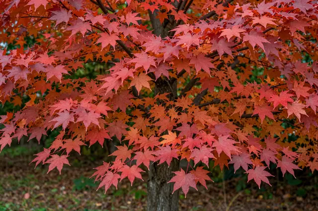 A close view of a maple tree dense with vivid bright red and orange autumn leaves in a park