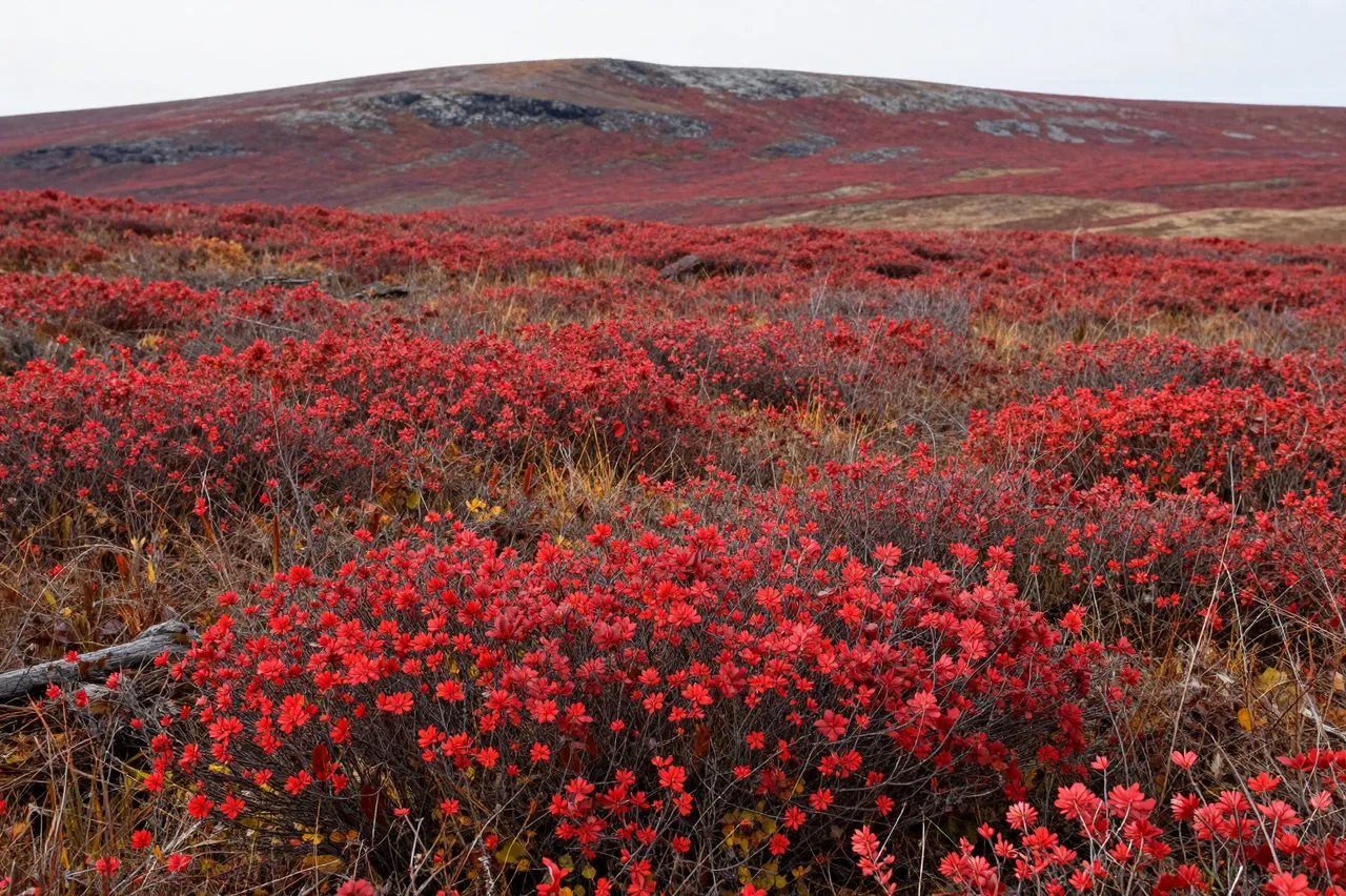 Dense red low shrubs cover the autumn tundra leading to a distant rocky ridge under an overcast sky