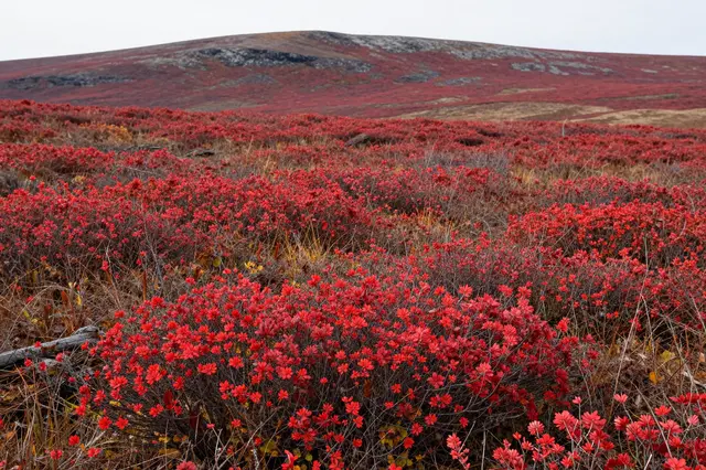 Dense red low shrubs cover the autumn tundra leading to a distant rocky ridge under an overcast sky