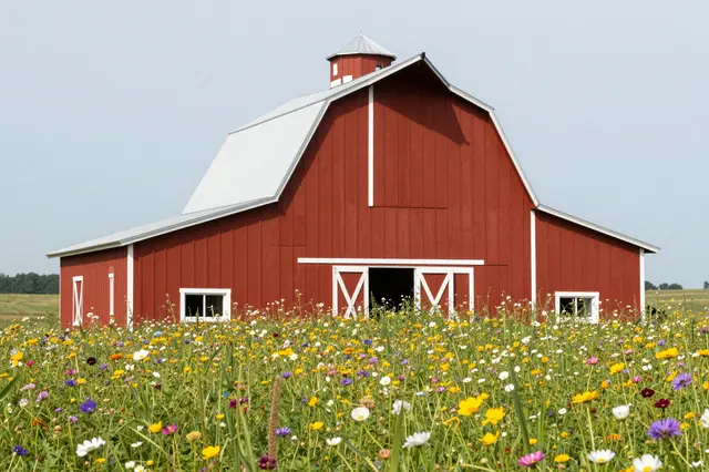 A traditional red barn stands beside a dense, colorful field of summer wildflowers under pale hazy sky