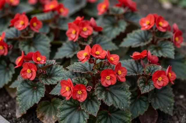 Sharp cluster of red begonias with yellow stamens and textured green leaves grows in dark garden soil