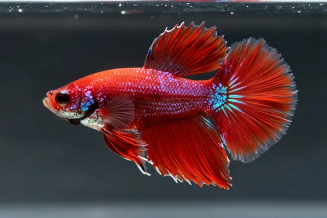 A vibrant betta fish with flowing red fins swims against a dark aquarium background.
