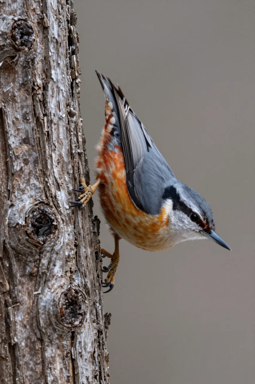 A red-breasted nuthatch clings vertically head-down to a weathered dead tree trunk against a soft neutral background.