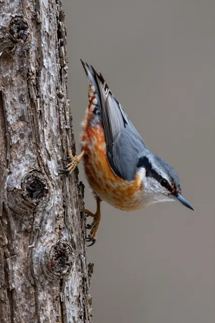 A red-breasted nuthatch clings vertically head-down to a weathered dead tree trunk against a soft neutral background.