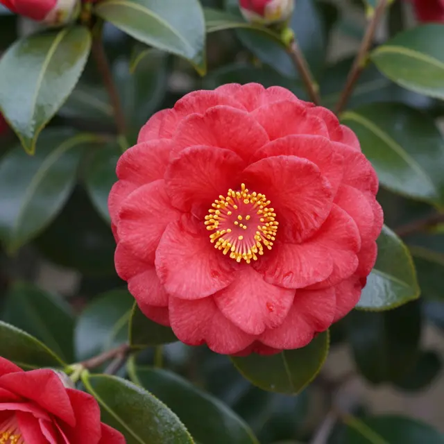 Close-up of a fully bloomed red camellia flower with bright yellow stamens among glossy dark green leaves