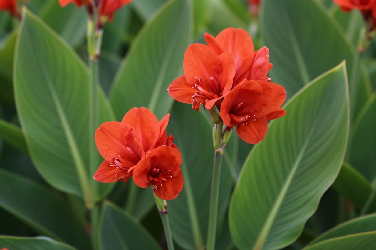 Vibrant red canna lily flower clusters sit among large broad green tropical leaves