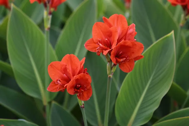 Vibrant red canna lily flower clusters sit among large broad green tropical leaves