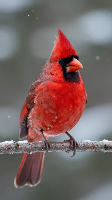 A bright red northern cardinal perches on a snow-dusted branch as snowflakes fall around it